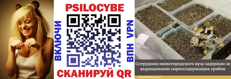купить наркотик Армавир Галлюциногенные грибы мицелий